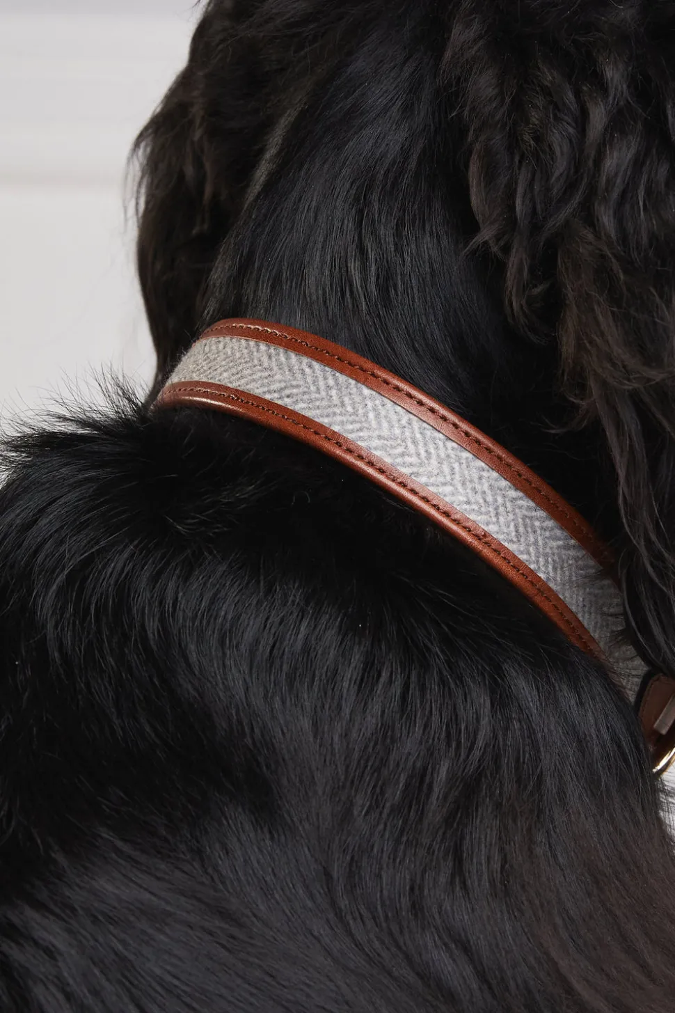 HC Classic Dog Collar