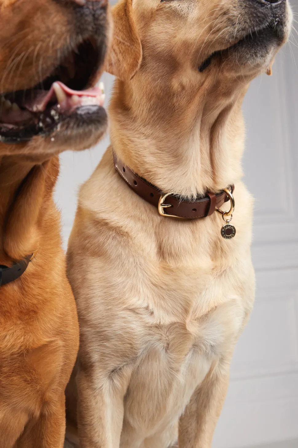 HC Classic Dog Collar
