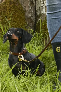 HC Studded Dog Collar