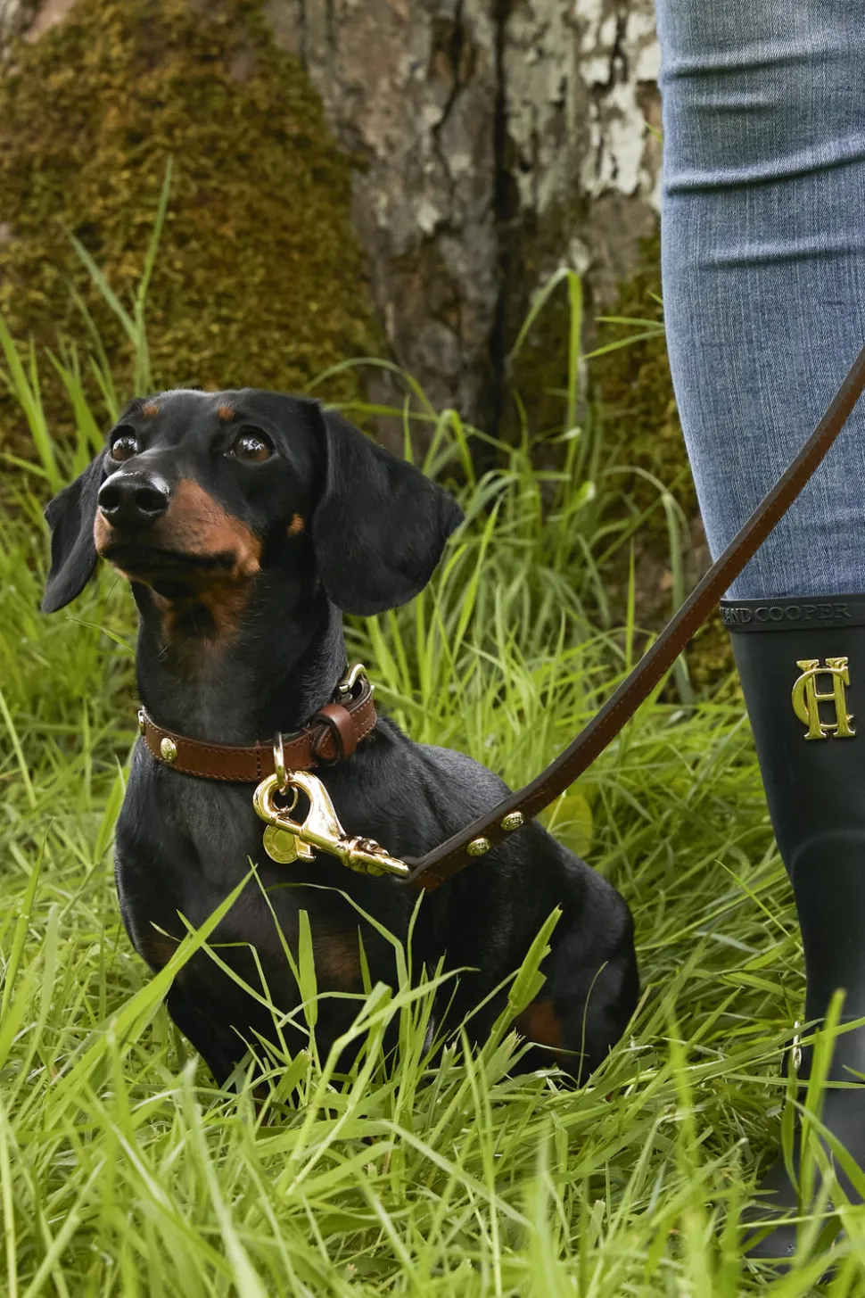 HC Studded Dog Collar